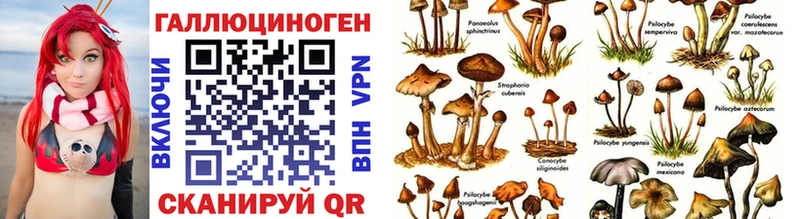 Псилоцибиновые грибы Psilocybine cubensis  Чердынь 